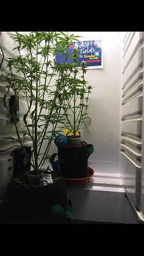 Growreport Bild 5