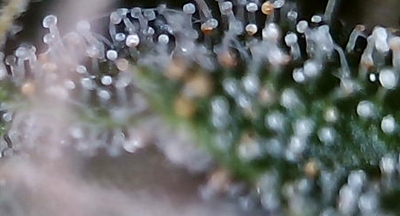 Growreport Bild 4