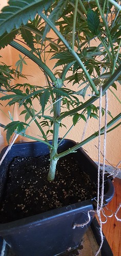 Growreport Bild 3