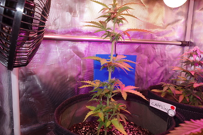 Growreport Bild 6