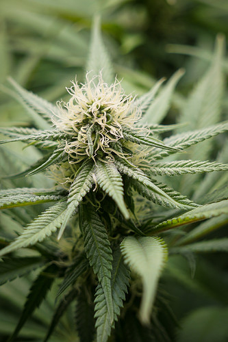 Growreport Bild 2