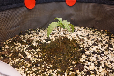 Ein junger Cannabis-Keimling mit zwei Blattpaaren steht in einem Stofftopf, umgeben von Erde und Perlit.