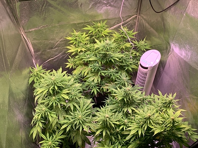 Growreport Bild 1