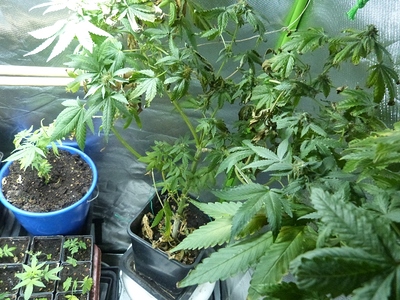 Growreport Bild 10