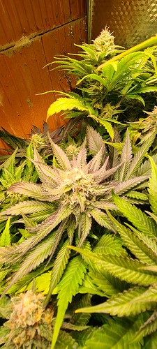 Nahaufnahme einer blühenden Cannabispflanze mit lila und grünen Blättern und dichten Blütenständen.