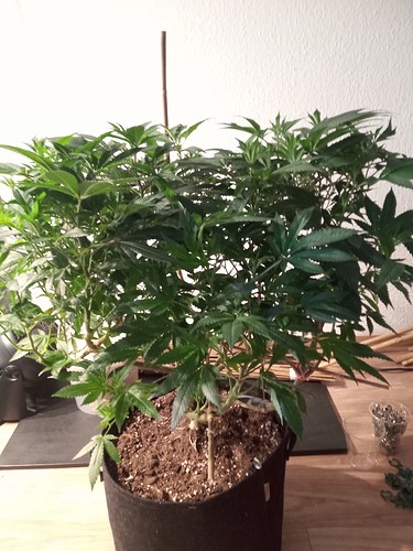 Growreport Bild 3