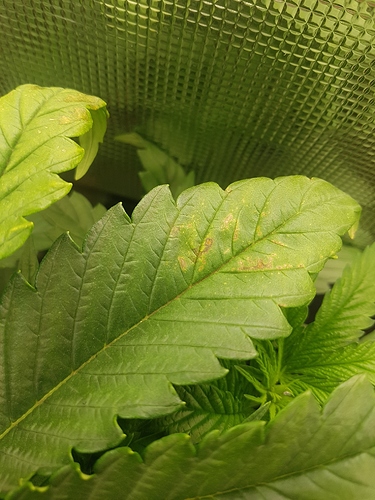 Growreport Bild 5