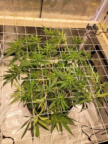 Growreport Bild 8