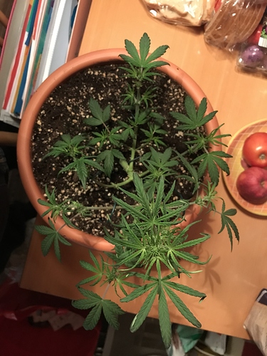 Growreport Bild 7