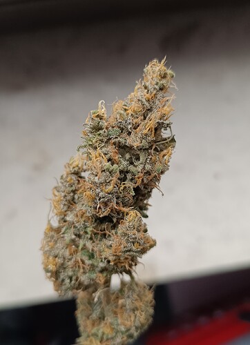 Growreport Bild 3