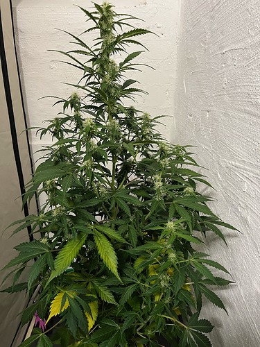 vorne links total (2)