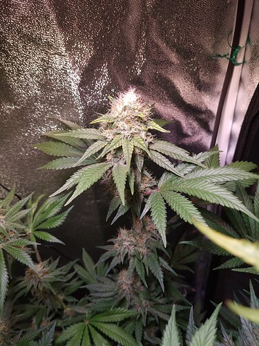 Growreport Bild 2