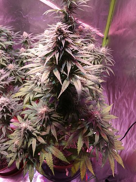 Growreport Bild 26