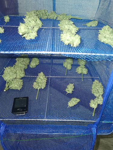 Growreport Bild 7