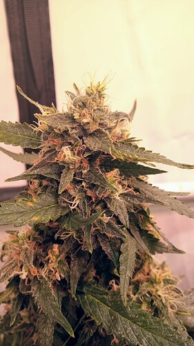 Growreport Bild 20