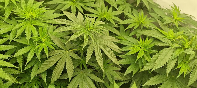 Growreport Bild 5