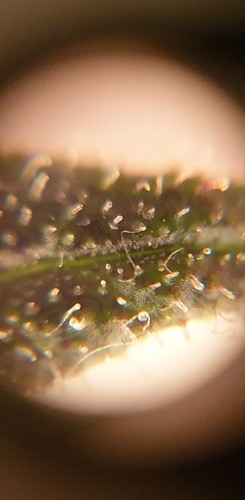 Growreport Bild 13