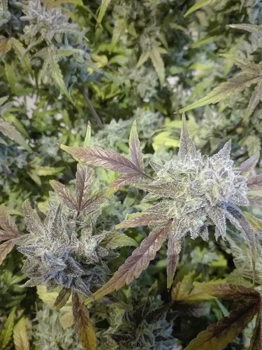 Growreport Bild 9