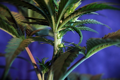 Growreport Bild 10