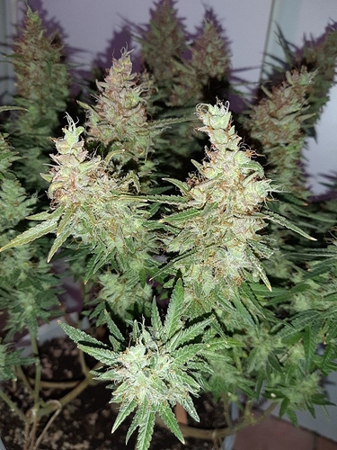 Growreport Bild 5