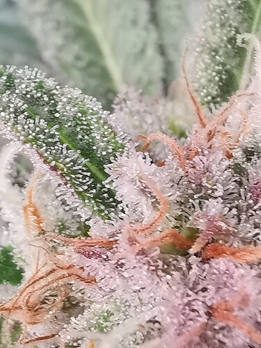 Growreport Bild 29