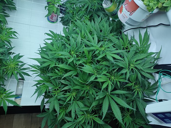 Growreport Bild 29