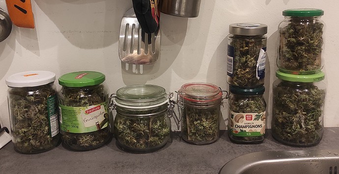 Meine ersten 4 kleinen Chaos Pflanzen (Strawberry Kush & White Skunk) Mars Hydro TSW 2000