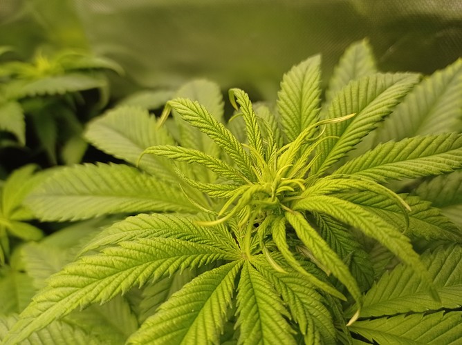 Growreport Bild 2