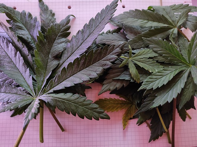 Growreport Bild 7