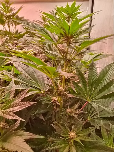 Growreport Bild 27
