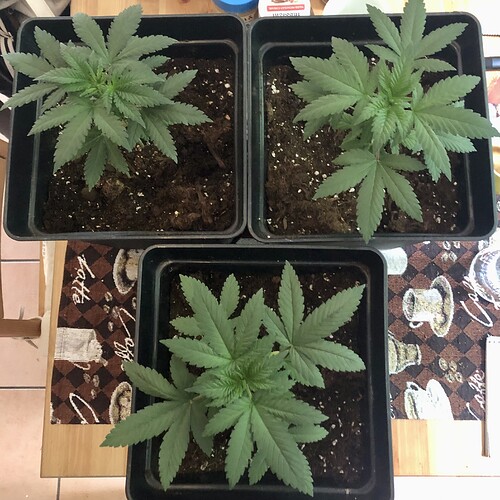Growreport Bild 6