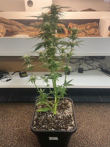 Growreport Bild 15