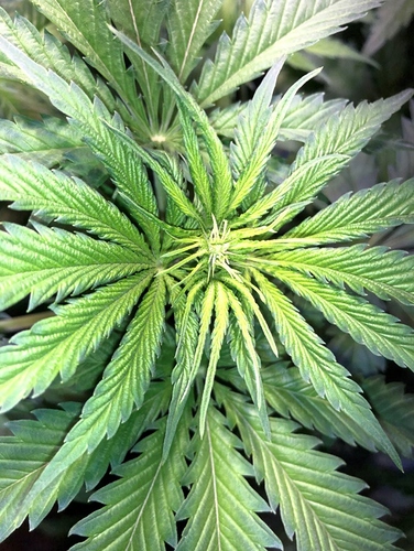 Growreport Bild 9