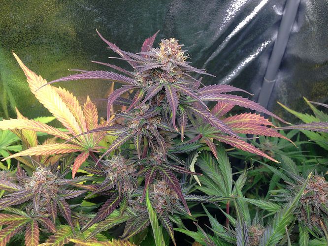 Growreport Bild 23