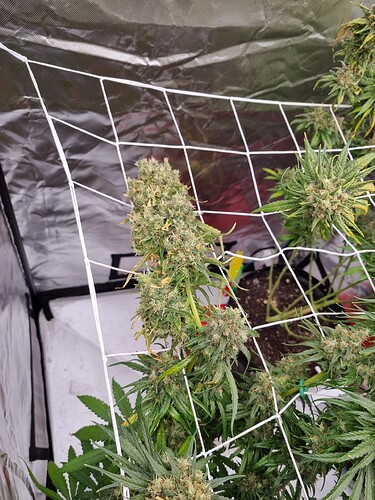 Growreport Bild 40