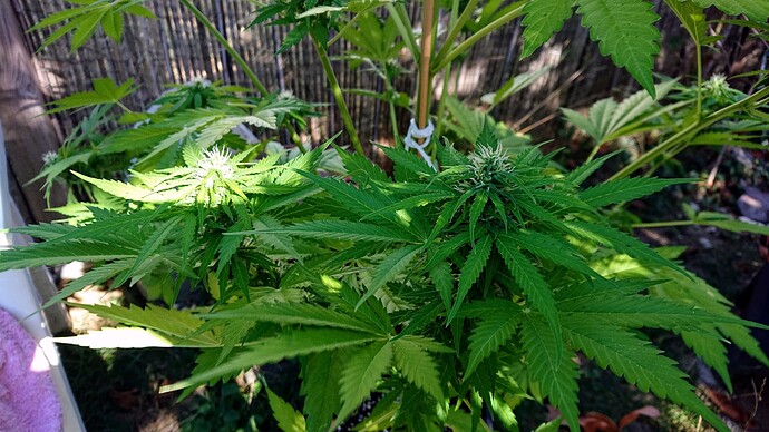 obscura1662029395189