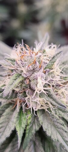 Growreport Bild 11