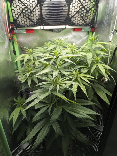 Growreport Bild 3