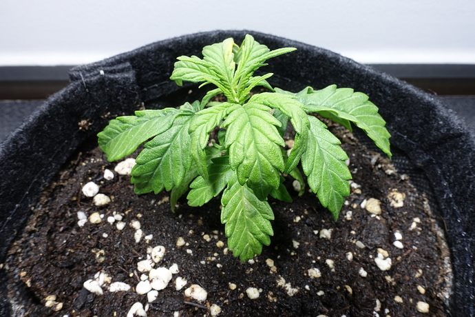 Growreport Bild 2
