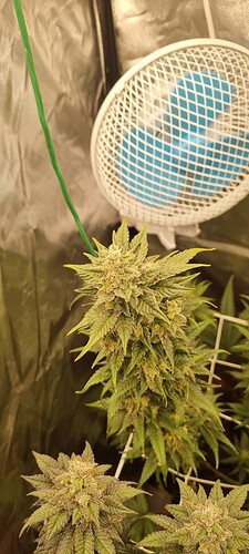 Growreport Bild 16