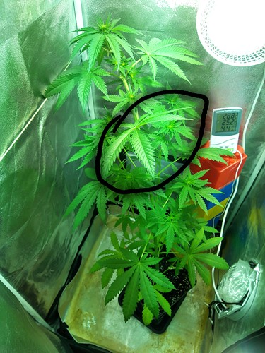 Growreport Bild 8