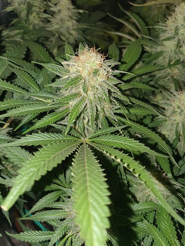 Growreport Bild 6