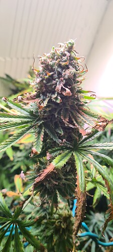 Growreport Bild 22
