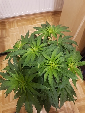 Growreport Bild 3