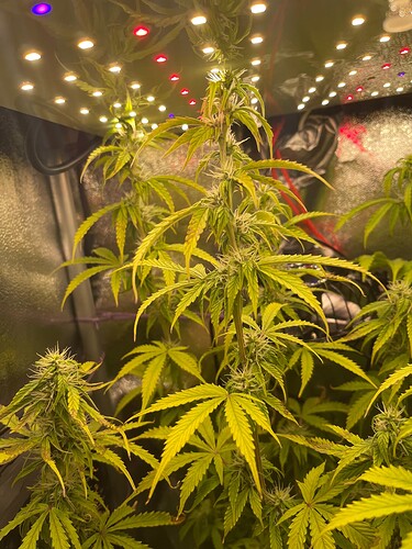Growreport Bild 4