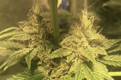 Growreport Bild 3