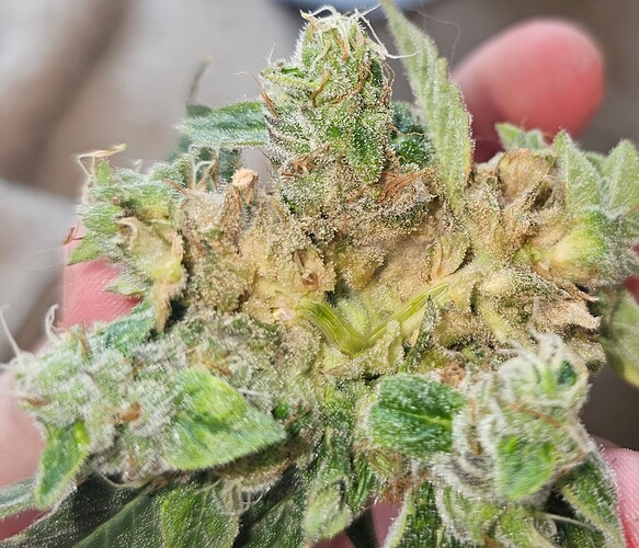 Growreport Bild 16