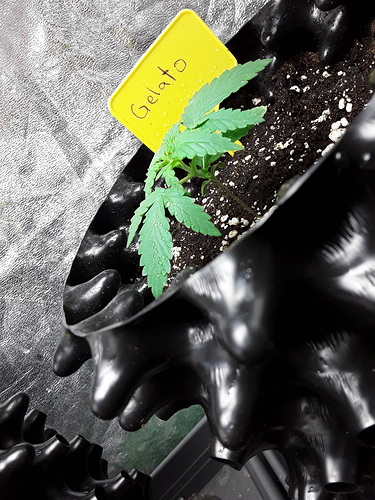 Growreport Bild 19