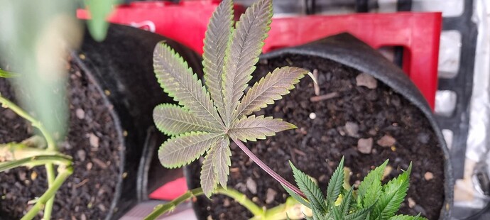 Growreport Bild 28