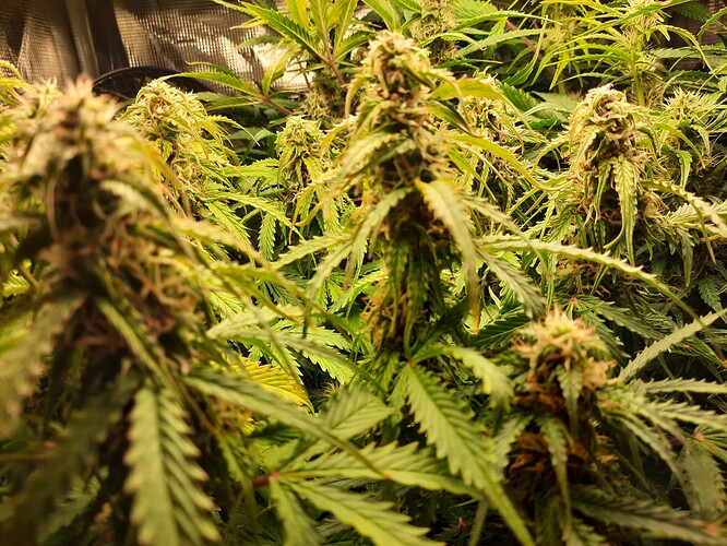 Growreport Bild 7
